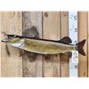 Image 4 : 34" Northern Pike Real Skin Fish Taxidermy