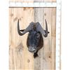 Image 1 : African Black Wildebeest Shoulder Mount Taxidermy