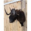 Image 2 : African Black Wildebeest Shoulder Mount Taxidermy