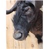 Image 3 : African Black Wildebeest Shoulder Mount Taxidermy