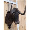 Image 4 : African Black Wildebeest Shoulder Mount Taxidermy