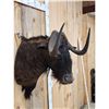 Image 5 : African Black Wildebeest Shoulder Mount Taxidermy