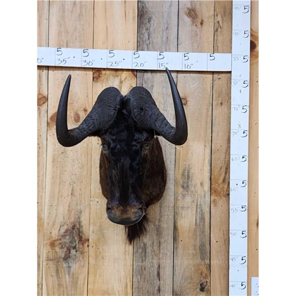African Black Wildebeest Shoulder Mount Taxidermy