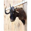Image 2 : African Black Wildebeest Shoulder Mount Taxidermy