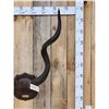 Image 3 : African Kudu Horns On Plaque Taxidermy