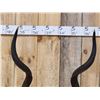 Image 4 : African Kudu Horns On Plaque Taxidermy