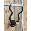 Image 5 : African Kudu Horns On Plaque Taxidermy