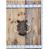Image 1 : African Warthog Shoulder Mount Taxidermy