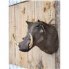 Image 3 : African Warthog Shoulder Mount Taxidermy