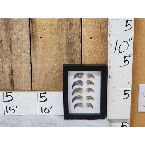 5 Black Bear Claws In Frame Taxidermy