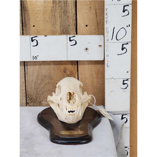 Canadian Black Bear Skull On Plaque