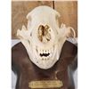 Image 3 : Canadian Black Bear Skull On Plaque