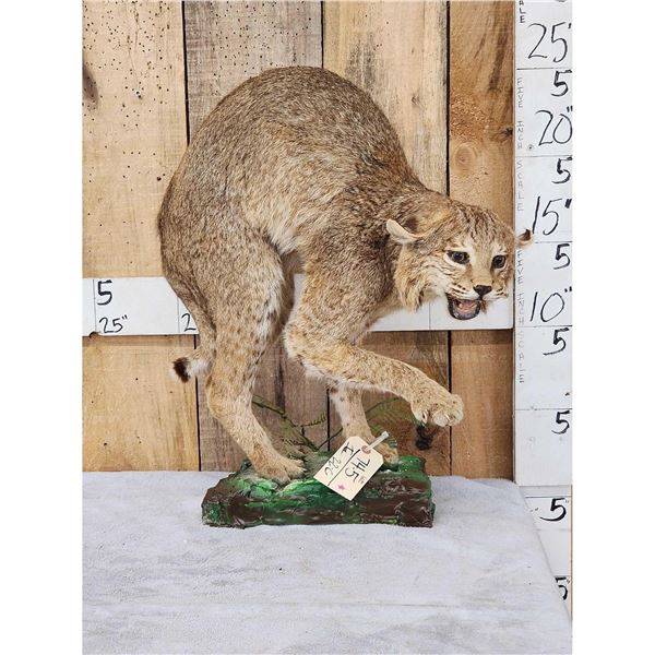 Bobcat Full Body Taxidermy Mount