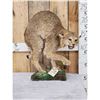 Image 1 : Bobcat Full Body Taxidermy Mount