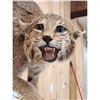 Image 5 : Bobcat Full Body Taxidermy Mount