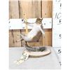 Image 1 : Stripper Squirrel Full Body Taxidermy Mount