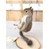 Image 3 : Stripper Squirrel Full Body Taxidermy Mount