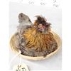 Image 3 : Chicken In A Basket Full Body Bird Taxidermy