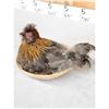 Image 4 : Chicken In A Basket Full Body Bird Taxidermy