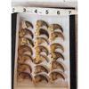Image 3 : 20 Black Bear Claws Taxidermy