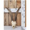 Image 1 : Goat Ibex Cross Skull Taxidermy