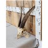 Image 3 : Goat Ibex Cross Skull Taxidermy