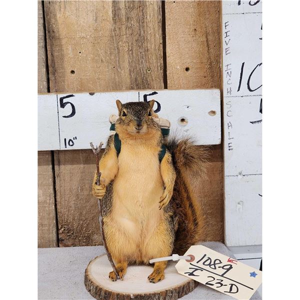Backpacking Squirrel Full Body Taxidermy Mount