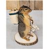 Image 2 : Backpacking Squirrel Full Body Taxidermy Mount