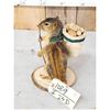 Image 3 : Backpacking Squirrel Full Body Taxidermy Mount