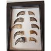 Image 2 : 10 Black Bear Claws In Frame Taxidermy