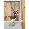 Image 1 : Indian Black Buck Table Top Pedestal Taxidermy Mount