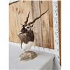 Image 2 : Indian Black Buck Table Top Pedestal Taxidermy Mount