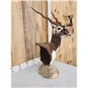 Image 3 : Indian Black Buck Table Top Pedestal Taxidermy Mount