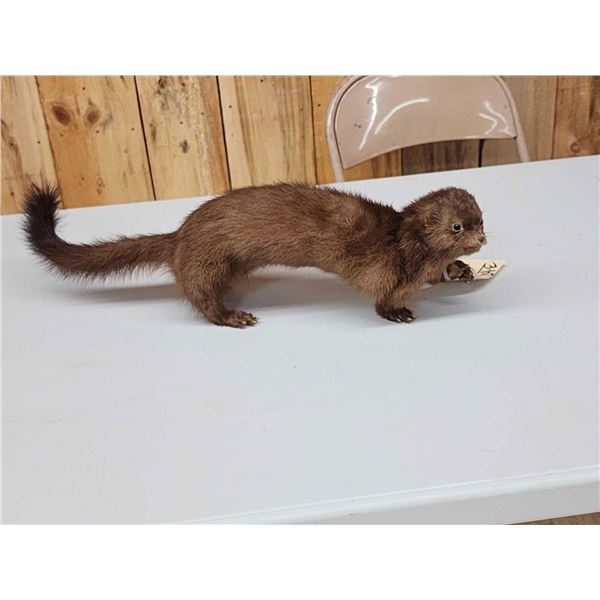 Mink Full Body Taxidermy Mount
