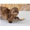 Image 2 : Mink Full Body Taxidermy Mount