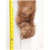 Image 4 : Mink Full Body Taxidermy Mount