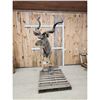 Image 1 : African Kudu Full Body Taxidermy Mount