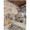 Image 2 : African Kudu Full Body Taxidermy Mount