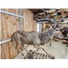 Image 3 : African Kudu Full Body Taxidermy Mount
