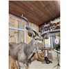 Image 6 : African Kudu Full Body Taxidermy Mount