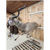 Image 7 : African Kudu Full Body Taxidermy Mount