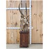 Image 1 : African Waterbuck Pedestal Taxidermy Mount