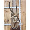 Image 2 : African Waterbuck Pedestal Taxidermy Mount