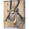 Image 4 : African Waterbuck Pedestal Taxidermy Mount