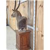 Image 5 : African Waterbuck Pedestal Taxidermy Mount