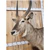 Image 6 : African Waterbuck Pedestal Taxidermy Mount