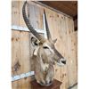 Image 7 : African Waterbuck Pedestal Taxidermy Mount