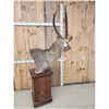 Image 8 : African Waterbuck Pedestal Taxidermy Mount