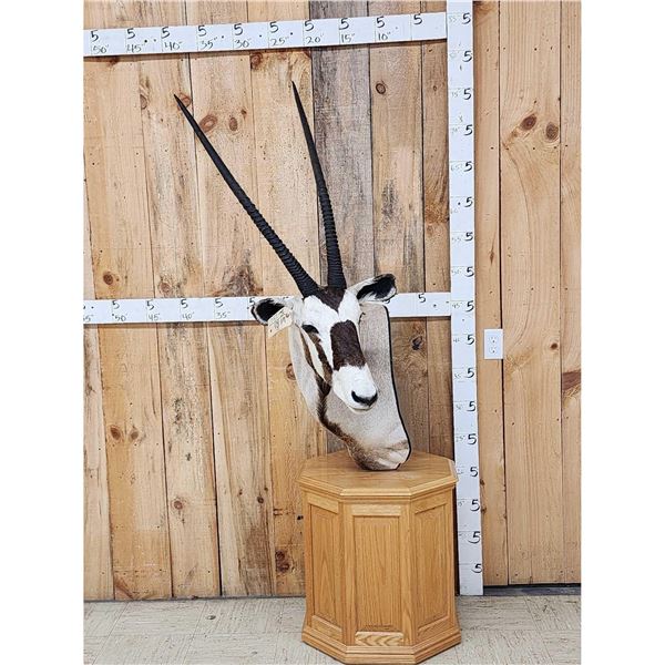 African Gemsbok Pedestal Taxidermy Mount