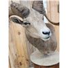 Image 10 : Desert Bighorn Sheep Pedestal Taxidermy Mount